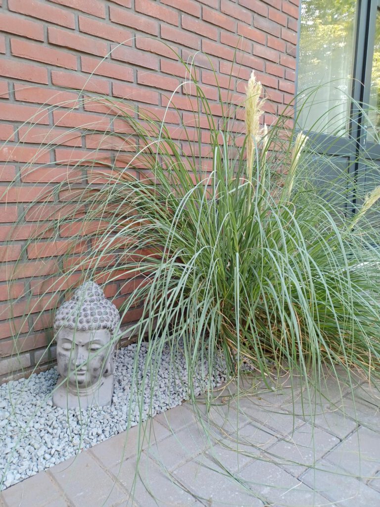 Tuin met boeddha beeld